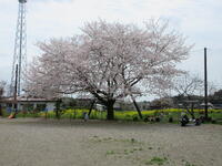 桜の木の下で遊ぶ真名子っ子