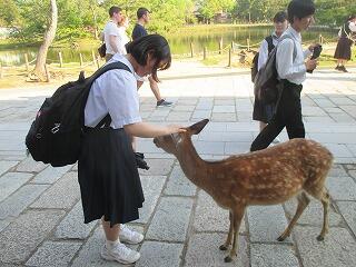 奈良公園での様子