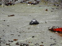 泥の中に大きなヒキガエル！